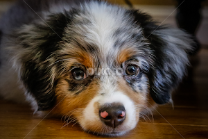 Chloe by Ron Meyers - Animals - Dogs Puppies