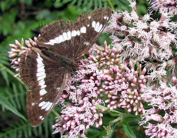 [20060731 Limenitis camilla Eupatorium Darwell Wood 4a[2].jpg]