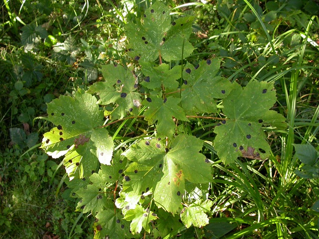 [Tar spot fungus on sycamore leaves BHW[4].jpg]