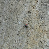Northern black Widow Spider