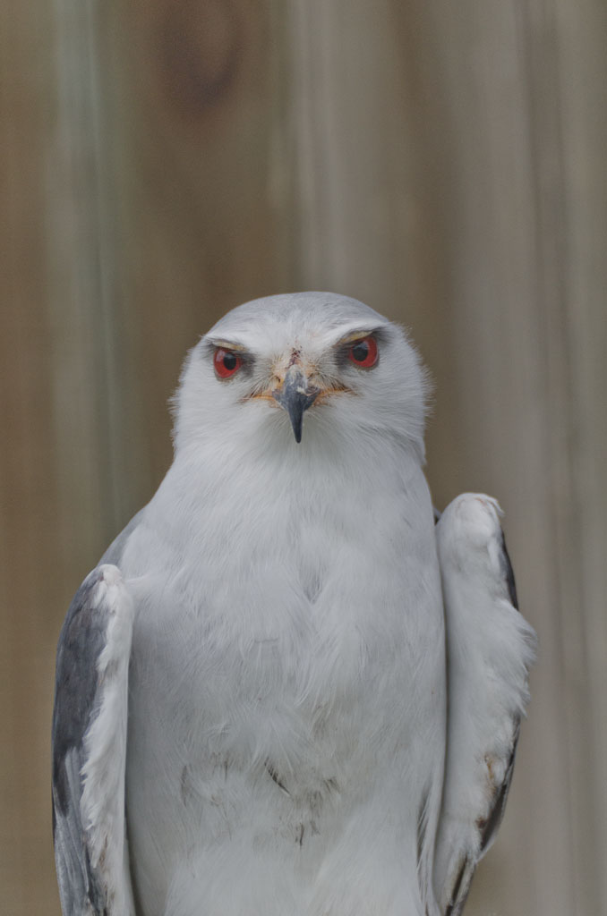 Black-winged Kite