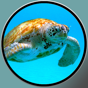 Turtles games for kids.apk 1.0.0