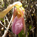 Pink Lady's Slipper/Moccasin Flower