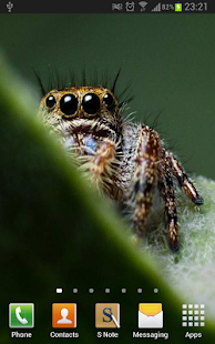 Cute Spiders Wallpapers(圖5)-速報App