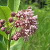 Common Milkweed, Butterfly flower, Silkweed, Silky Swallow-wort, Virginia Silkweed