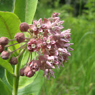 Common Milkweed, Butterfly flower, Silkweed, Silky Swallow-wort, Virginia Silkweed