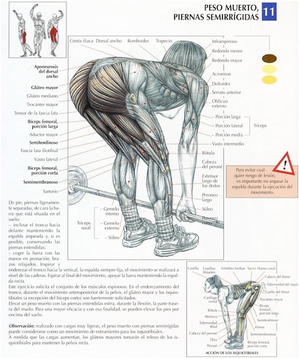 EJERCICIOS PIERNAS Y GLUTEOS