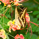 King Swallowtail Butterfly