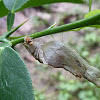 Common Mormon pupa