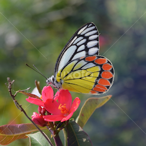 butterfly by Soumyakanti Pal - Animals Insects & Spiders