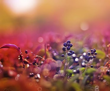 download Aestheticism Wallpaper free