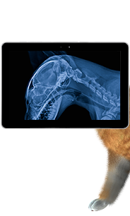Pet Xray- Prank Screenshots 1