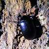 True Darkling Beetle