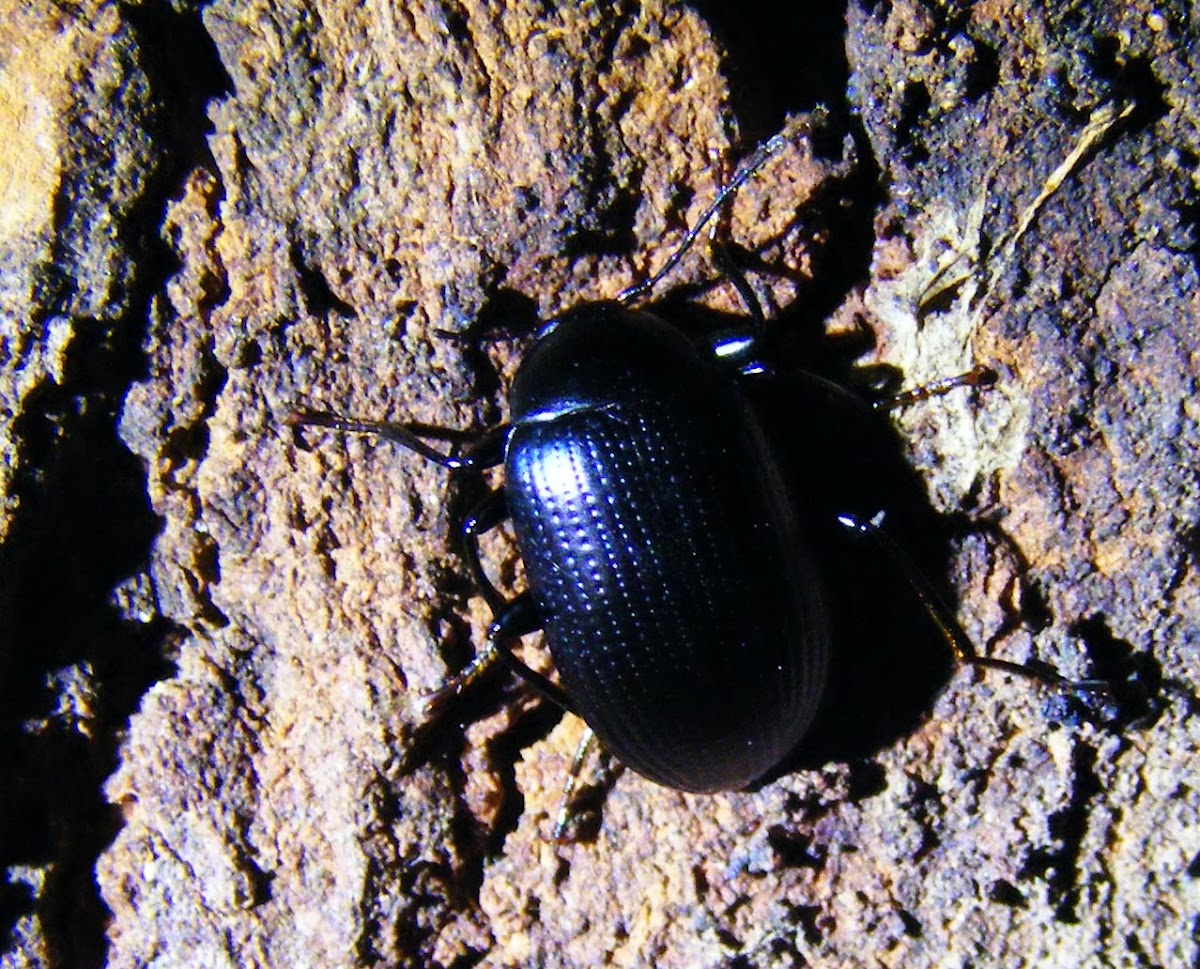 True Darkling Beetle