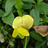 Marsh Cowpea