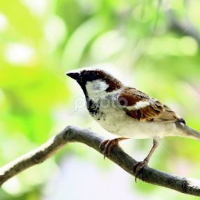 by Sayeed Hasan Akib - Animals Birds
