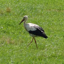 White Stork