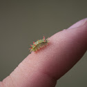 Spiny slug caterpillar