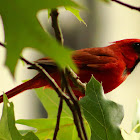 Northern Cardinal