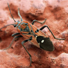 Milkweed Bug