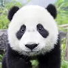 Panda Gallery HD icon