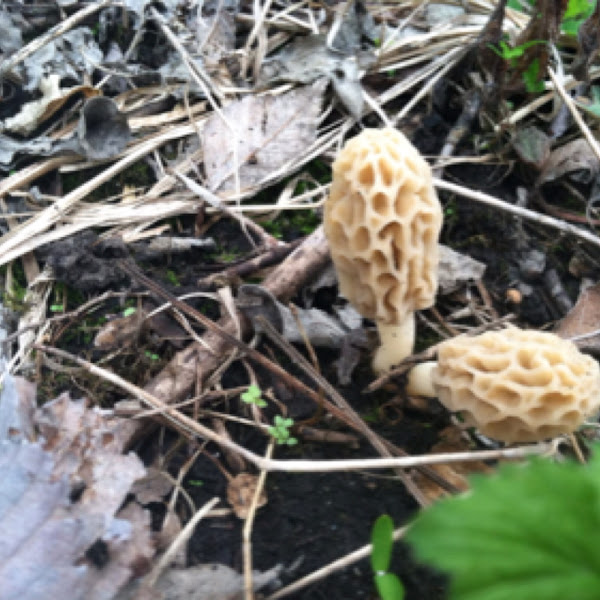 Yellow Morel Project Noah