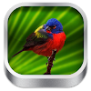 Birds SMS Ringtone icon