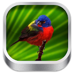 Cover Image of Descargar 3D Bird Songs 1.05 APK