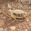 Regal horned lizard