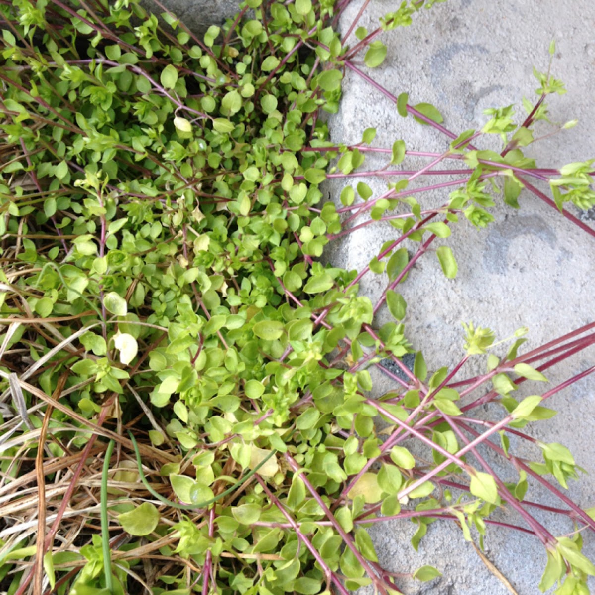 Spotting Project Noah