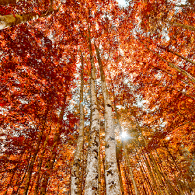 Hot forest by Federico Lenzi - Landscapes Forests