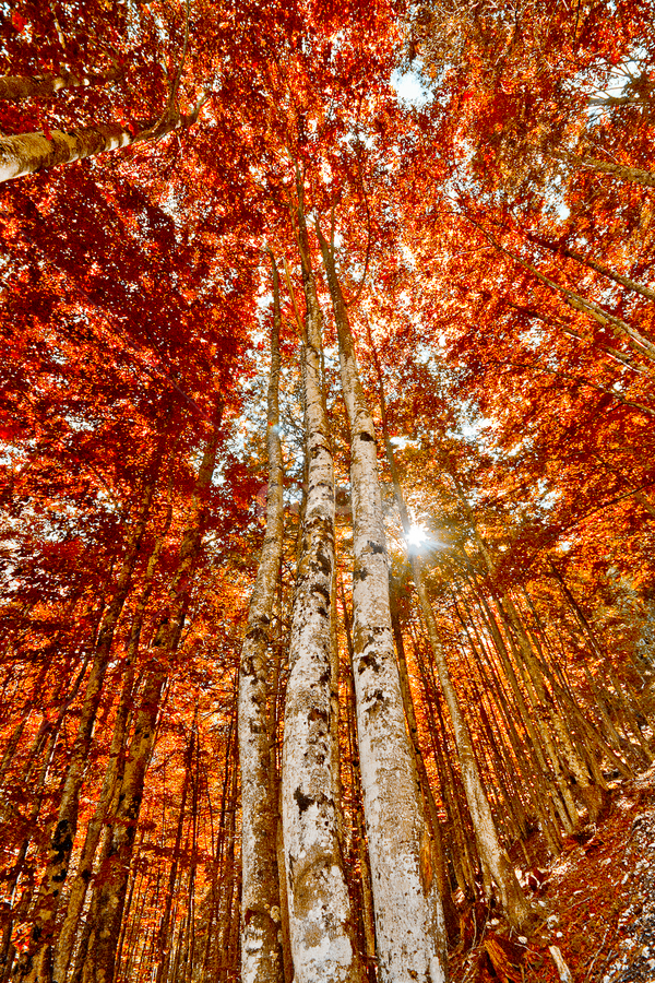 Hot forest by Federico Lenzi - Landscapes Forests