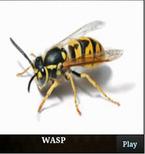 Learn Insects and Mammals(圖8)-速報App