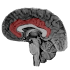 NeuroSlice1.1