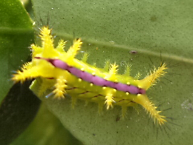 Neetle caterpillar