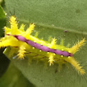 Neetle caterpillar