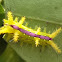 Neetle caterpillar
