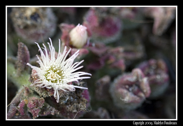 Ice Plant