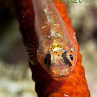 Whip  goby