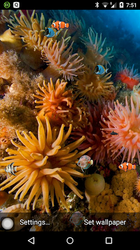 Coral reef free live wallpaper