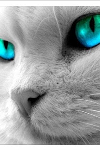 Lastest Hello Purr APK