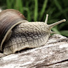 Burgundy snail