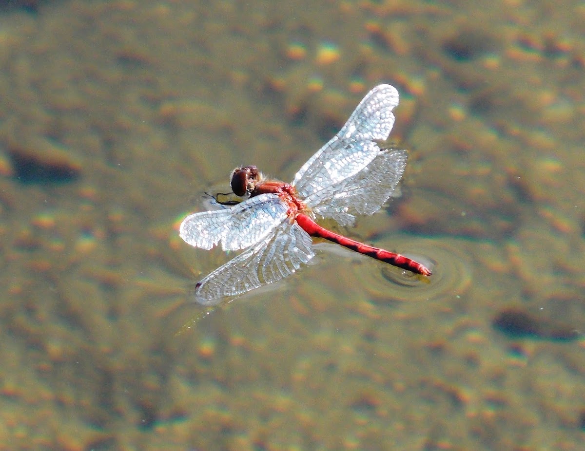 White-faced Meadowhawk Skimmer
