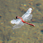 White-faced Meadowhawk Skimmer