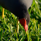 Common Gallinule