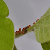 Pipevine Swallowtail (caterpillar hatching)