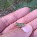 Blue Mountains Tree Frog
