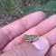 Blue Mountains Tree Frog
