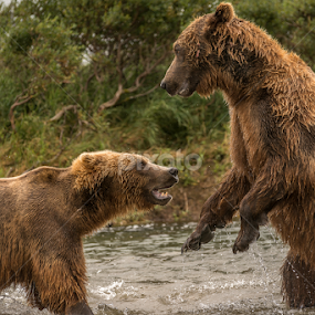 Fighting over a salmon by Ferruccio Galbiati - Animals Other Mammals