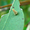 Cone Case Moth (larva)